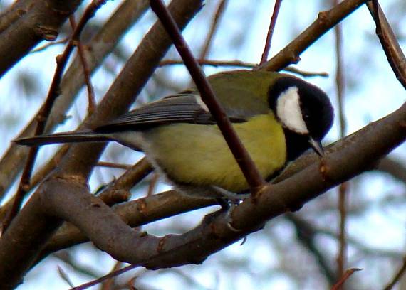 sýkorka veľká Parus major