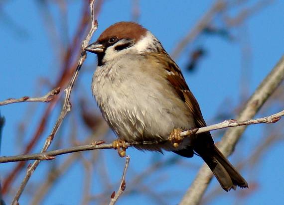 vrabec poľný-po kúpaní Passer montanus