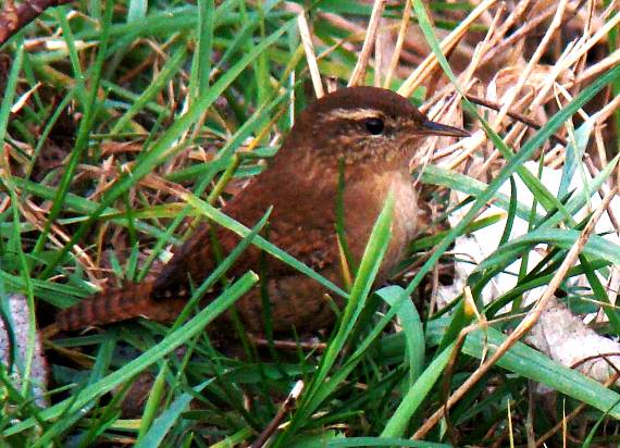 oriešok Troglodytes troglodytes