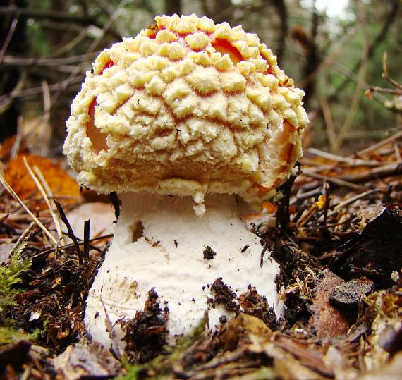 muchotrávka červená-krása poteší Amanita muscaria (L.) Lam.