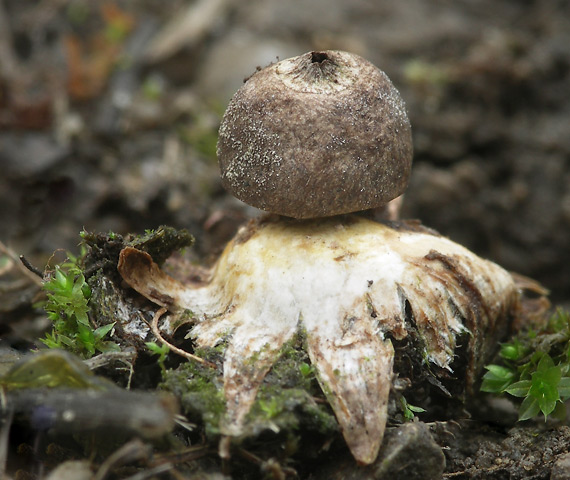 hviezdovka Geastrum dolomiticum Finy, Dima & V. Papp