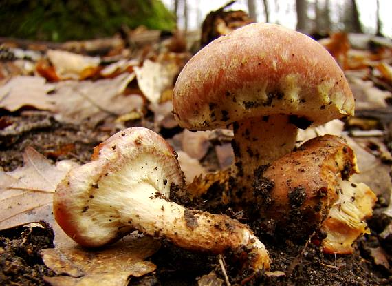 strapcovka tehlovočervená Hypholoma lateritium (Schaeff.) P. Kumm.