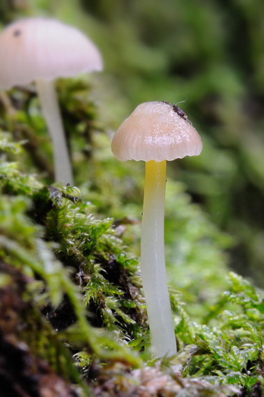 prilbička slizká Mycena epipterygia (Scop.) Gray