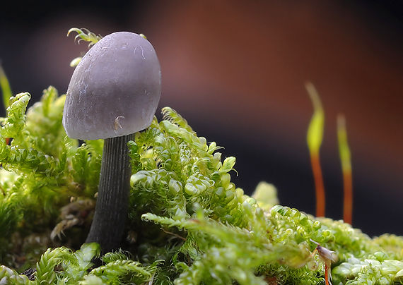 prilbička ryhovaná Mycena polygramma (Bull.) Gray