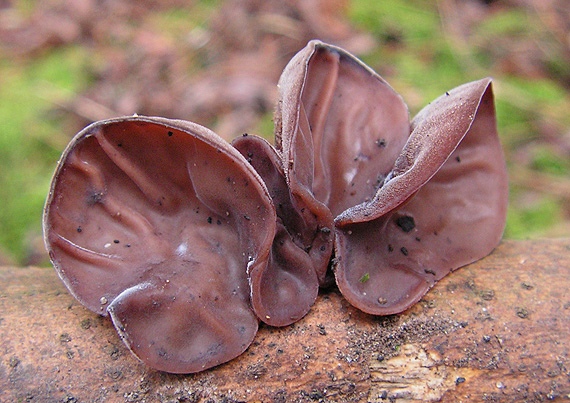 uchovec bazový Auricularia auricula-judae (Bull.) Quél.