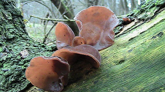 uchovec bazový Auricularia auricula-judae (Bull.) Quél.