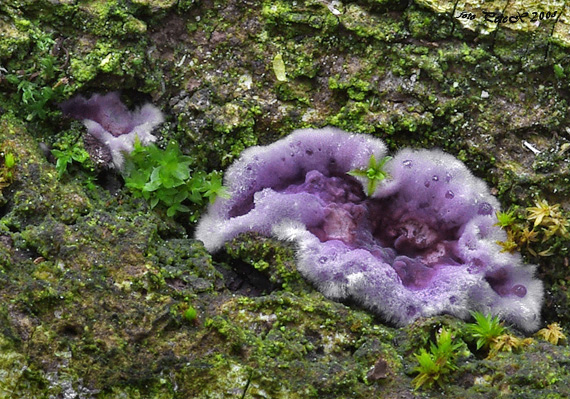 pevníkovec purpurový Chondrostereum purpureum (Pers.) Pouzar