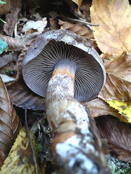 pavučinovec fialovastý ? Cortinarius sp.