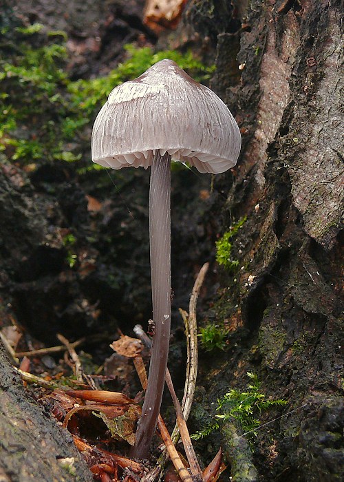 prilbička ryhovaná Mycena polygramma (Bull.) Gray