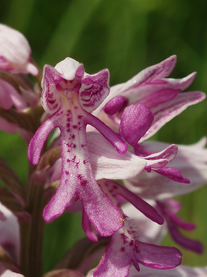 vstavač  Orchis militaris L.