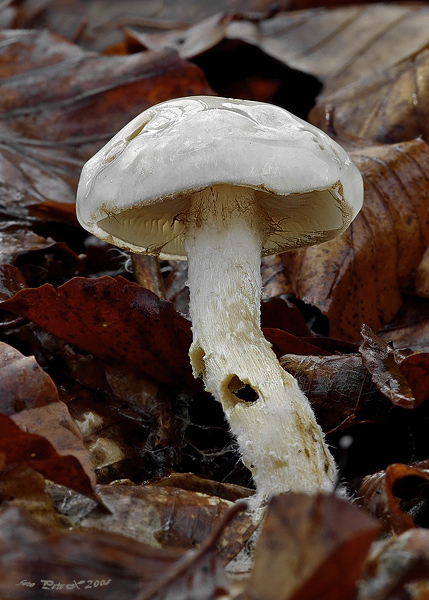 šupinovka hlinovookrová Pholiota lenta (Pers.) Singer