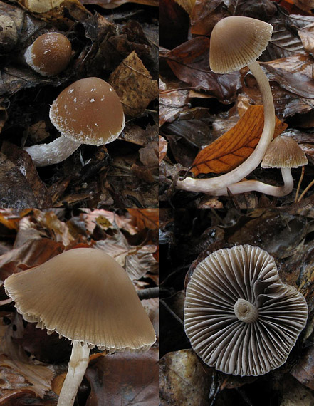 drobuľka temnejúca Psathyrella tephrophylla (Romagn.) M.M. Moser