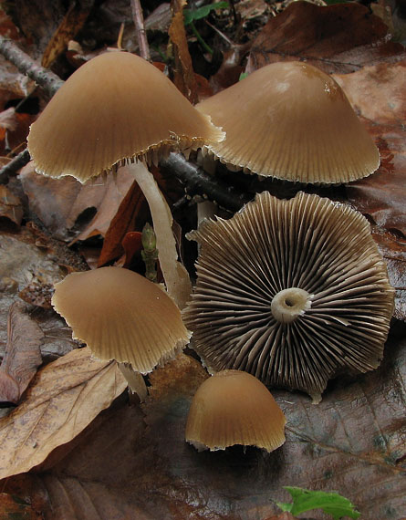 drobuľka temnejúca Psathyrella tephrophylla (Romagn.) M.M. Moser