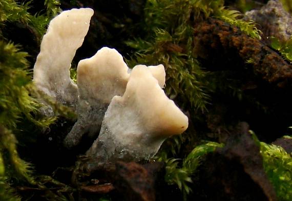 drevnatec parohatý Xylaria hypoxylon (L.) Grev.