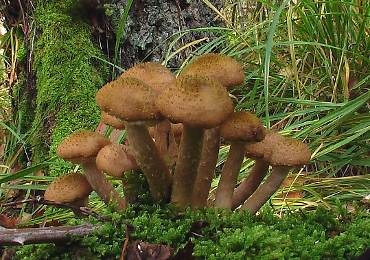 podpňovka Armillaria sp.