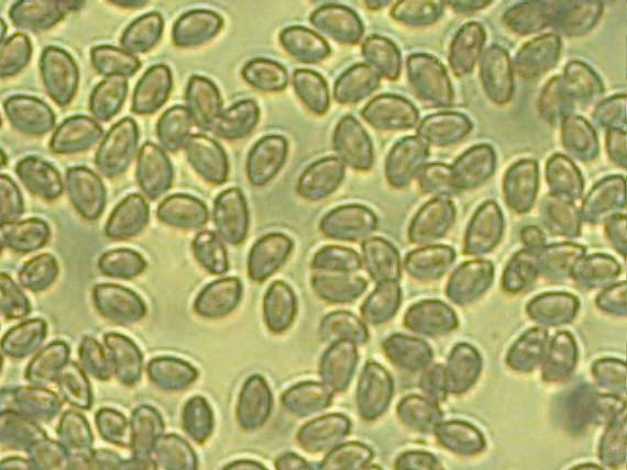 slzivka dlhohlúbiková Hebeloma longicaudum (Pers.) P. Kumm.