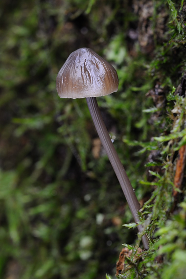 prilbička ryhovaná Mycena polygramma (Bull.) Gray