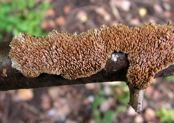 struháčik blanitý? Radulomyces molaris (Chaillet ex Fr.) M.P. Christ.