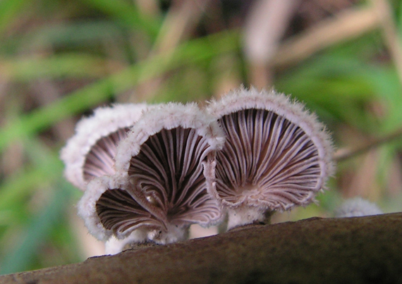 klanolupeňovka obyčajná Schizophyllum commune Fr.