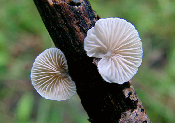 pahliva Crepidotus sp.