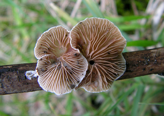 pahliva Crepidotus sp.