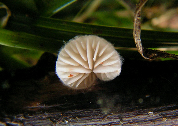 pahliva Crepidotus sp.