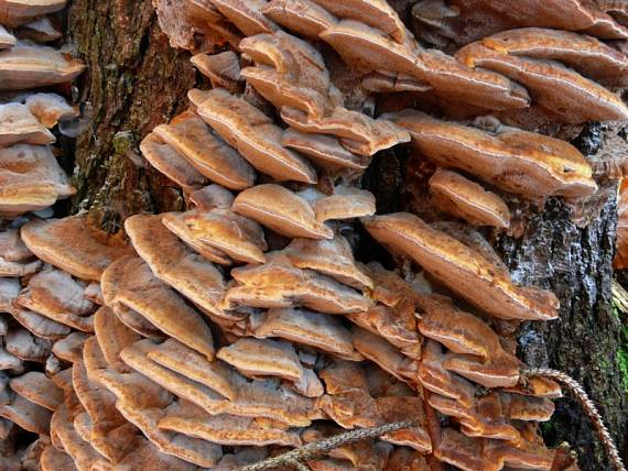 rezavec lesknavý - Ryšavec lúčový Inonotus radiatus  (Sowerby) P. Karst.