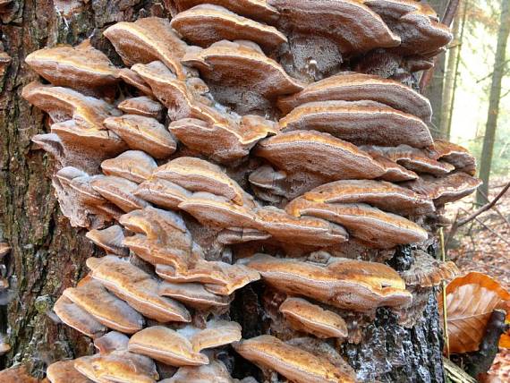 rezavec lesknavý - Ryšavec lúčový Inonotus radiatus  (Sowerby) P. Karst.