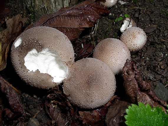 prášnica huňatá Lycoperdon umbrinum Hornem.