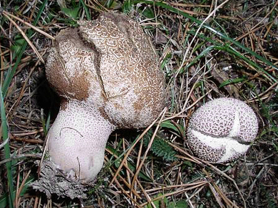 rozpadavec dlabaný Lycoperdon utriforme Bull.