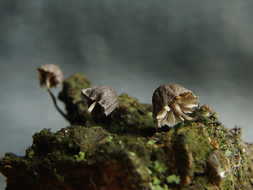 prilbička Mycena sp.