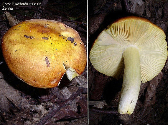 plávka zlatožltá Russula aurea Pers.