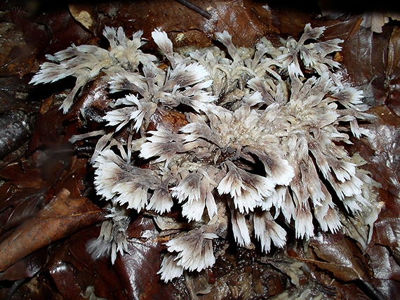 plesňovka belavohnedá Thelephora penicillata (Pers.) Fr.