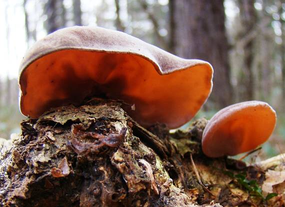 uchovec bazový Auricularia auricula-judae (Bull.) Quél.