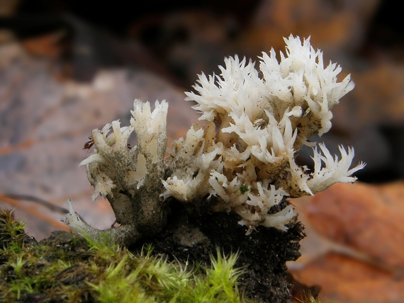 konárovka hrebenitá Clavulina coralloides (L.) J. Schröt.