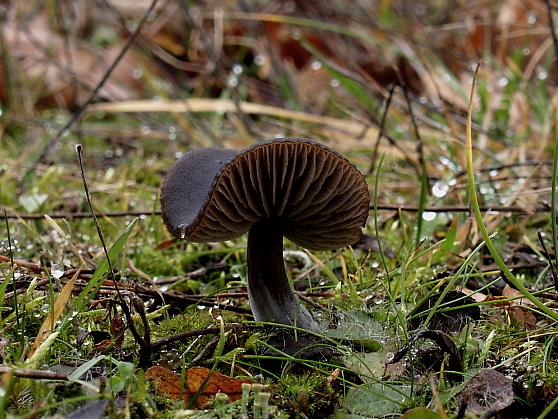 hodvábnica včasná ? Entoloma vernum S. Lundell