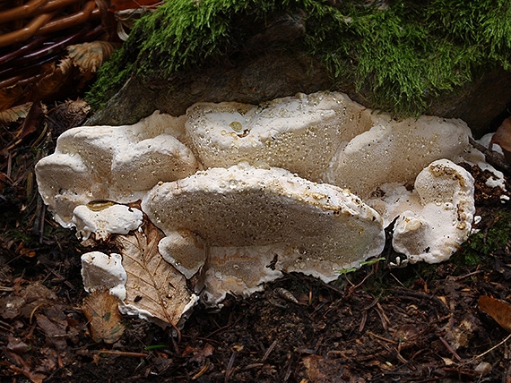 práchnovček pásikavý Fomitopsis pinicola (Sw.) P. Karst.