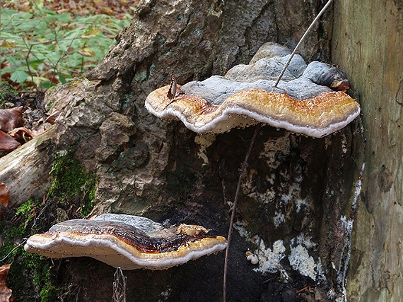 práchnovček pásikavý Fomitopsis pinicola (Sw.) P. Karst.