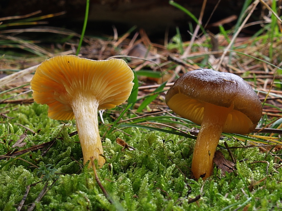 šťavnačka mrazová Hygrophorus hypothejus (Fr.) Fr.