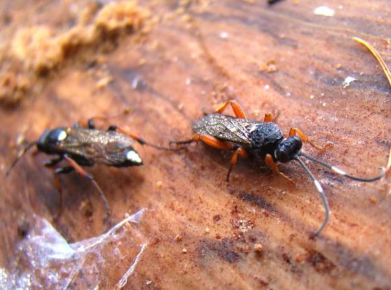 lumčík Ichneumon stramentarius