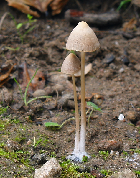 drobuľka Psathyrella sp.