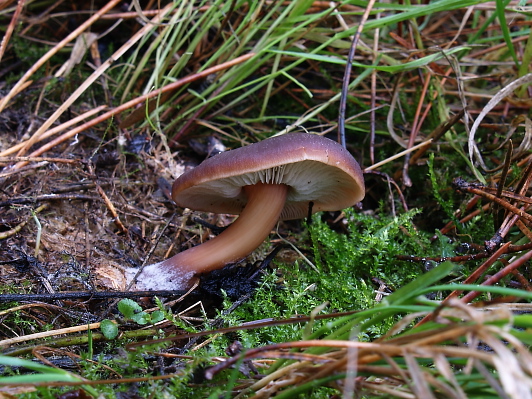 peniazovka maslová Rhodocollybia butyracea (Bull.) Lennox