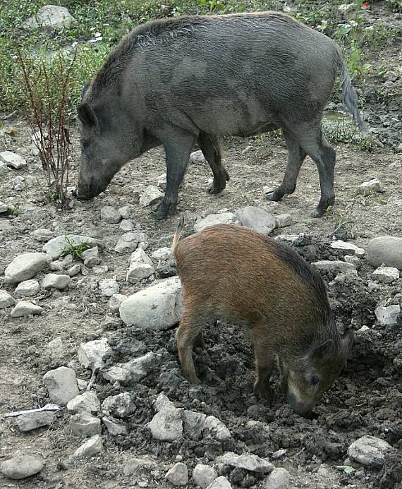 diviačiky Sus scrofa