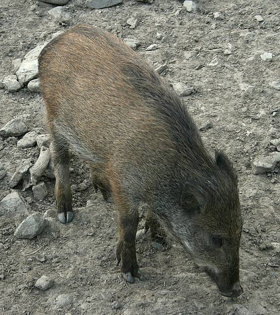 diviačik Sus scrofa