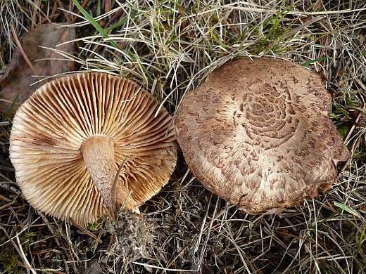 čírovka škridlicovitá Tricholoma vaccinum (Schaeff.) P. Kumm.