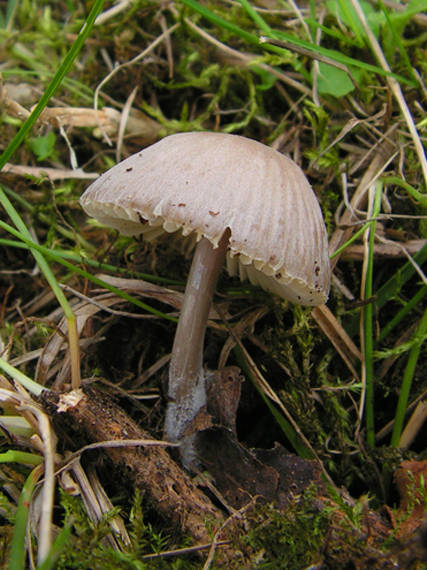 prilbička   Mycena sp.