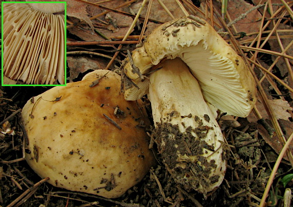 plávka hlinovožltá Russula ochroleuca Fr.