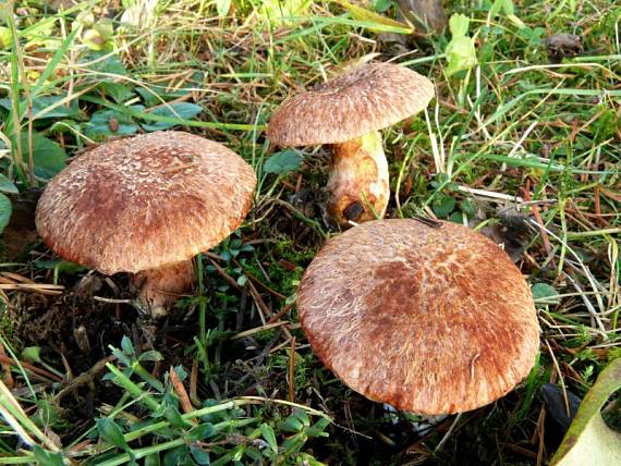 masliak duglaskový Suillus lakei (Murrill) A.H. Sm. & Thiers