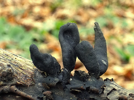 drevnatec kyjakovitý Xylaria polymorpha (Pers.) Grev.