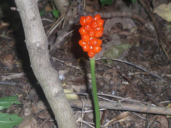 áron alpský Arum alpinum  Schott et Kotschy